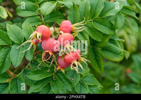 Rosa Hansa, Rosa rugosa Hansa, rosa succhiante, fianchi scarlatto a fine estate Foto Stock