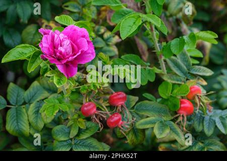 Rosa Hansa, rosa rugosa Hansa, rosa succhiosa, fiori porpora-rosa doppi, fianchi scarlatto Foto Stock