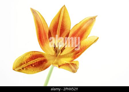 Testa di tulipano aperta in arancione, rosso e giallo con pistillo e stampino, qualche goccia d'acqua sui petali, isolato su sfondo bianco, spazio copia Foto Stock