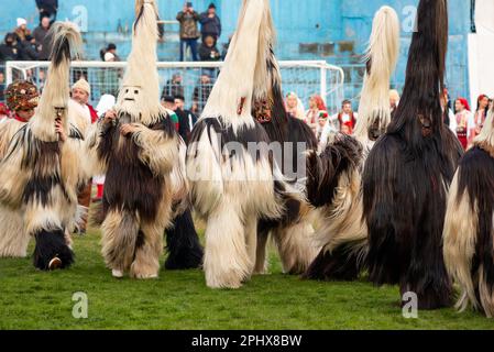 Kukeri Babugeri della Bulgaria sudoccidentale con costumi di capra al festival invernale annuale di Simitlia a Simitli, nella contea di Blagoevgrad, Bulgaria, UE Foto Stock