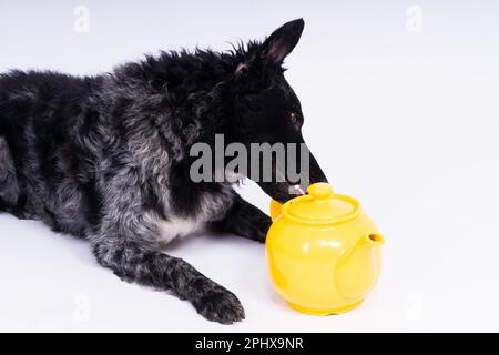 Dog mudi sdraiato su uno sfondo bianco studio accanto al bollitore in ceramica openwork Foto Stock