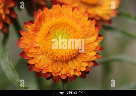 Strawflower rame Rosso. Sempre Daisy sempre. Fiore eterno. Carta oro. Daisy Strawflower Foto Stock