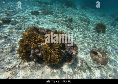 Scatto idilliaco di una barriera corallina a Camiguin, Filippine. Foto Stock