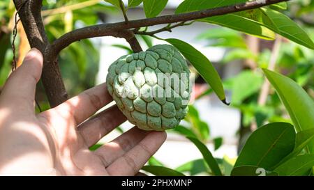Crema di mele o frutta sarikaya o mela da zucchero a portata di mano. La mela crema è tenuta a mano. Foto Stock