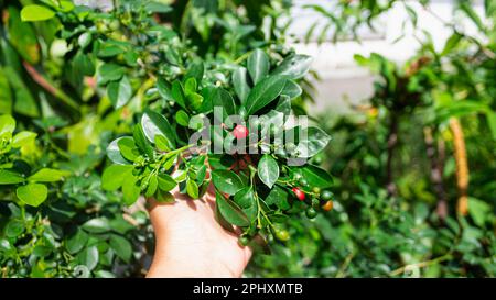 Frutta di Jessamine di arancia o frutta di Mock di arancia o kemuning Foto Stock