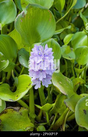 I fiori di giacinto dell'acqua stanno fiorendo e fiorendo nel lago Foto Stock