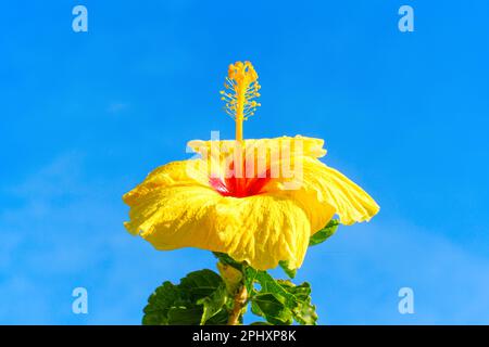 Primo piano di un grande fiore di ibisco tropicale sullo sfondo blu del cielo. Foto Stock