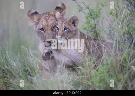 Due leoni piccoli, uno dei quali è ancora molto giovane, giocano tra loro. Attendono l'arrivo del Delta dell'Okavango, del Botswana, del Botsuana. Foto Stock