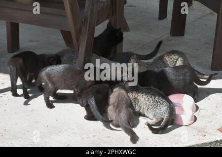 Una covata di gattini di colori diversi mangia da una ciotola comune sulla strada Foto Stock