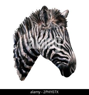 Testa Zebra. Ritratto di un cavallo bianco nero a righe selvatiche. Animale safari africano. Rappresentazione artistica realistica isolata sul bianco Foto Stock