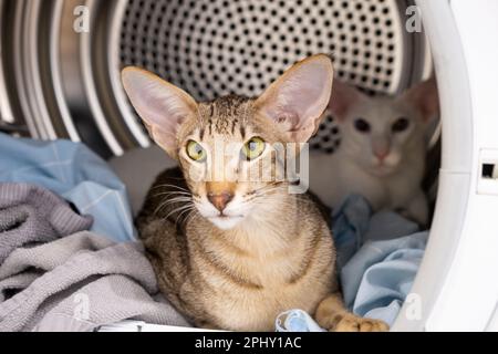 Gattino tabby orientale shorthair e gatto bianco seduti insieme all'interno dell'asciugatrice Foto Stock