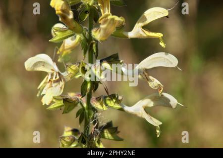 Salvia dura, salvia appiccicosa (Salvia glutinosa), fiori, Germania Foto Stock