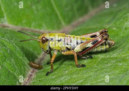 Green Mountain Grasshopper, locusta alpina (Miramella alpina, Podisma alpina, Kisella alpina), seduta su una foglia, vista laterale, Germania Foto Stock