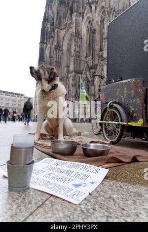 Cane domestico (Canis lupus F. familiaris), cane come aiuto nella collezione di strada di una persona senza casa sulla piastra cattedrale di Colonia, Germania Foto Stock
