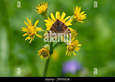 Compagno burnet (Ectypa glyphica, Euclidia glyphica), seduto su composito giallo, Italia, Alto Adige, Dolomiti Foto Stock