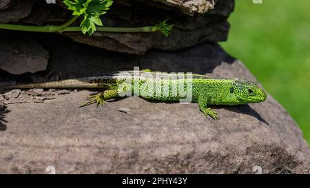 Lucertola di sabbia (Lacerta agilis), maschio prendere il sole su una grande pietra, vista laterale, Germania, Baden-Wuerttemberg Foto Stock