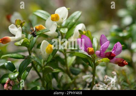 Shrubby Milkwort (Polygala chamaebuxus), fioritura, Germania, Baviera, Ammergauer Alpen Foto Stock