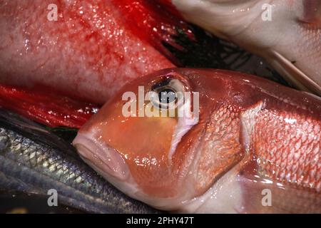 Triglia rossa, triglia rossa semplice (Mullus barbatus), triglia rossa appena pescata in un mercato del pesce, ritratto, Italia, Venezia Foto Stock