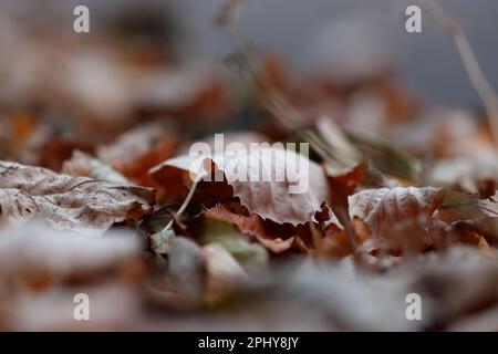 L'autunno stagionato lascia a terra in un colpo di messa a fuoco selettiva Foto Stock