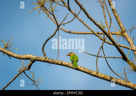 Testa marrone barbet o Asian barbet o Psilopogon Zeylanicus uccello arroccato in cielo blu naturale sfondo terai foresta pilibhit parco nazionale india Foto Stock