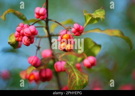 Frutti d'arancia e fiori rosa sull'albero del fuso (Euonymus europaens) Pfaffenhuetchen Pfaffenhütchen Foto Stock