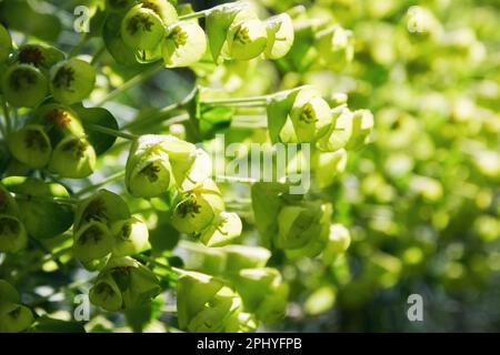 Luce del sole verde chiaro sprurge fiori sfondo. Natura astratta e tessuti erbacei Foto Stock