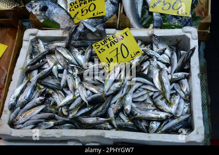 Un bidone di istavrit fresco, o sgombro di cavallo, per la vendita al mercato del pesce Galata a Karakoy sul lato europeo di Istanbul, Turchia / Turkiye. Foto Stock
