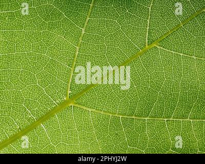 Un primo piano di una foglia verde con vene intricate e texture visibili dal basso Foto Stock