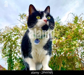 Guardando un gatto. Foto Stock