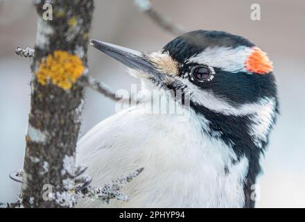 Closeup maschio peloso del picchio arroccato su un ramo in inverno a Ottawa, Canada Foto Stock