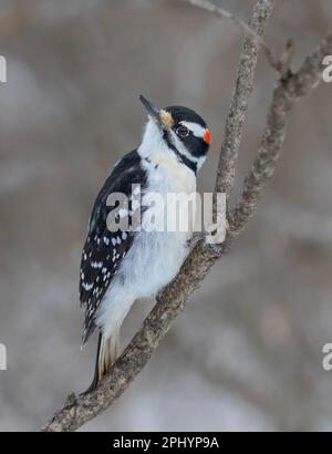 Closeup maschio peloso del picchio arroccato su un ramo in inverno a Ottawa, Canada Foto Stock