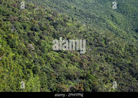 Densa foresta pluviale che copre le colline nel Parco Nazionale Black River Gorges, Mauritius Foto Stock