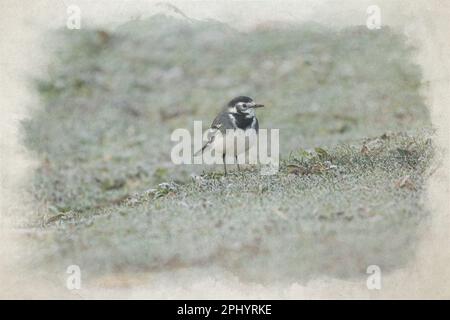 Dipinto digitale ad acquerello, Motacilla Alba Yarrellii su pascoli congelati durante l'inverno britannico. Foto Stock