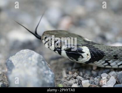 Un primo piano di un serpente d'erba sulle rocce Foto Stock