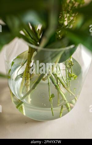 Gambi di fiori in acqua in vaso di vetro trasparente in negozio di fiori Foto Stock