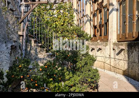 Limone, Lago di Garda, Italia, Europa, la vista di una limonaia (Limone e Arancio) a Limone del Garda in una giornata di sole Foto Stock