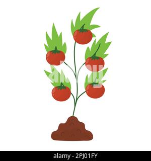 Pianta di pomodoro nel suolo. Processo di piantagione di fattoria con pomodori maturi in stile cartoon Illustrazione Vettoriale