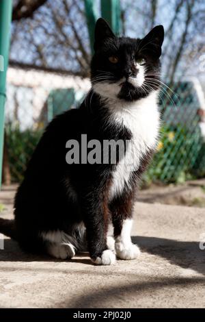 Carino gatto bianco e nero vicino recinzione nella giornata di sole Foto Stock