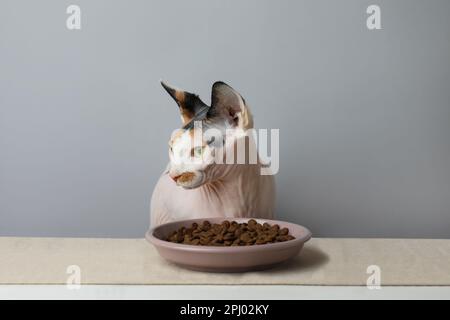 Bel gatto Sfinge e piatto di kibble servito su un tavolo bianco su sfondo grigio Foto Stock