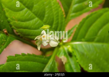 Balsamo piccolo o piccolo-fiorito touch-me-non Impatiens parviflora fiore giallo primo piano. Foto Stock