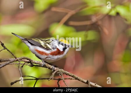 Un primo piano di un maschio Chestnut-sided Warbler, Setophaga pensylvanica Foto Stock