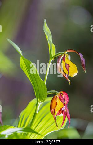 Primo piano, slipper giallo per donna (Cypripedum calceolus), Gammertingen, Baden-Wuerttemberg, Germania Foto Stock