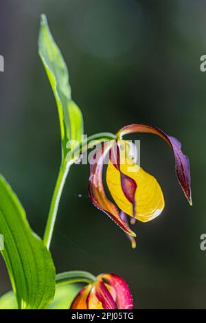 Primo piano, slipper giallo per donna (Cypripedum calceolus), Gammertingen, Baden-Wuerttemberg, Germania Foto Stock