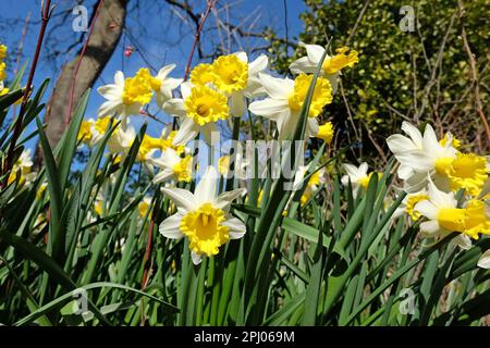 Narciso giallo e bianco sapientemente in fiore. Foto Stock