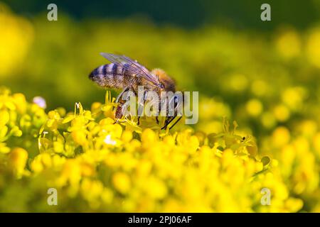 Ape del miele occidentale (Apis mellifera) sui fiori della valeriana d'oro, Germania Foto Stock