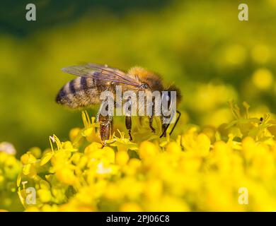 Ape del miele occidentale (Apis mellifera) sui fiori della valeriana d'oro, Germania Foto Stock