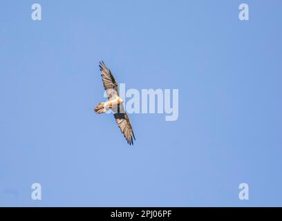 Avvoltoio bearato adulto (Gypaetus barbatus) in volo, Pinzgau, Austria Foto Stock