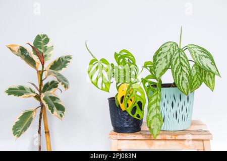 Tre vivaci piante verdi di casa, con un mostera, canna da muto e fico di gomma, su uno sfondo bianco chiaro Foto Stock