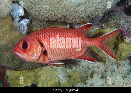 Pesce soldato fritto bianco (murdiano di Myripristis), sito di immersione della barriera corallina, Mangrove Bay, El Quesir, Mar Rosso, Egitto Foto Stock