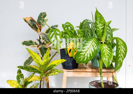 Diverse piante di casa contro un muro bianco, con uno spazio copia Foto Stock